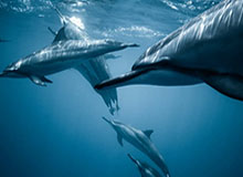 爱游戏平台下载-匈牙利确定米兰冬奥会开幕式旗手